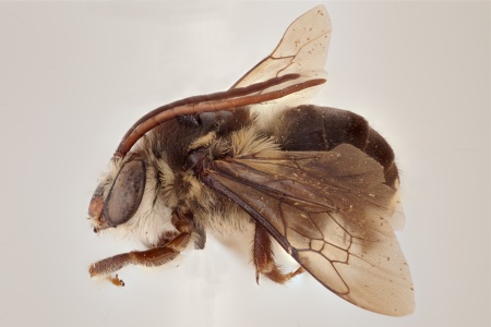 [Gaesochira obscurior male (lateral/side view) thumbnail]